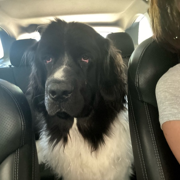 Meet your Posher, Campbell - Picture 7 of 7